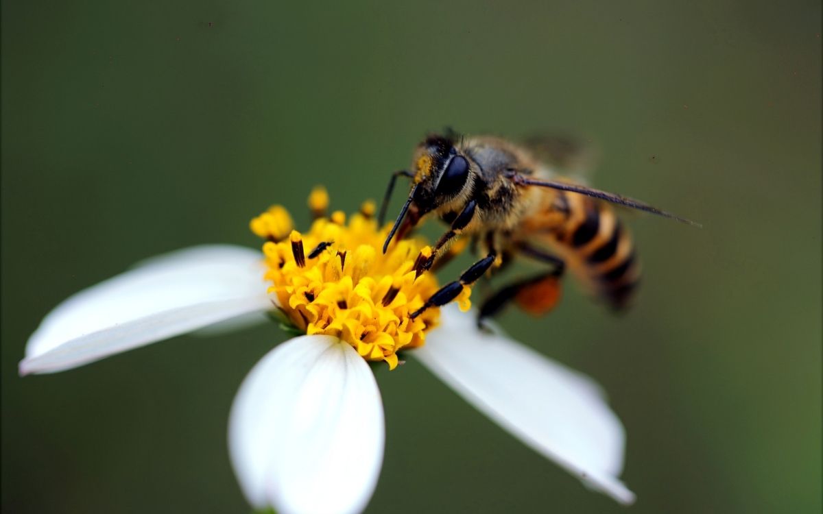 Бджола на ромашці